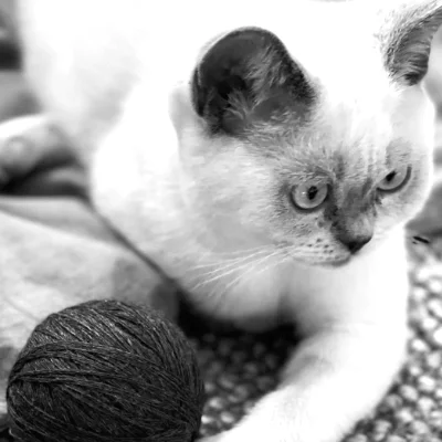 Small cat with ball of wool